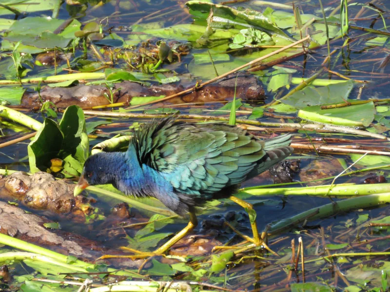 Water Birds of Central Florida — The 21st Century Matriarch